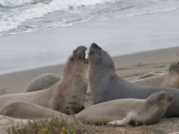 2008Elephant-Seals-12